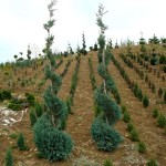 Chamaecyparis lawsoniana columnaris - Srebrni pačempres topiar
