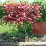 acer palmatum - Javor