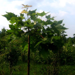 acer platanoides globosum - mlečni javor