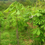 aesculus hipocastanium - Kesten