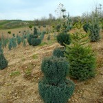 chamacyparis elwoodii