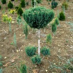 juniperus stricta