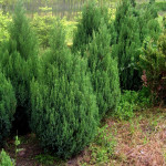 juniperus chinesis stricta - kleka