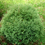 juniperus pisifera