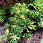 juniperus variegata