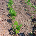 liriodendron tulipifera - liriodendron