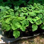 paulownia tomentosa - Paulonija