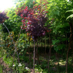 prunus cerasifera pissardii - Trešnja