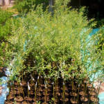 salix integra - Vrba