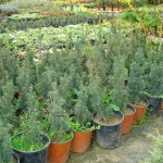 taxus baccata - Tisa