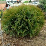 Thuja occ. globosa - Kuglasta tuja