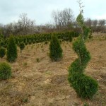 thuja occ. smaragd topiar - Tuja smaragd oblikovana