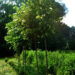 tilia parvifolia - lipa