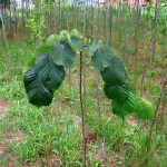 ulmus montana pendula - žalosni brest